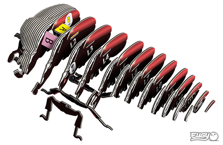 ערכת יוגי הרכבה 3D - חיפושית גולית 111 - דוארט | DoArt