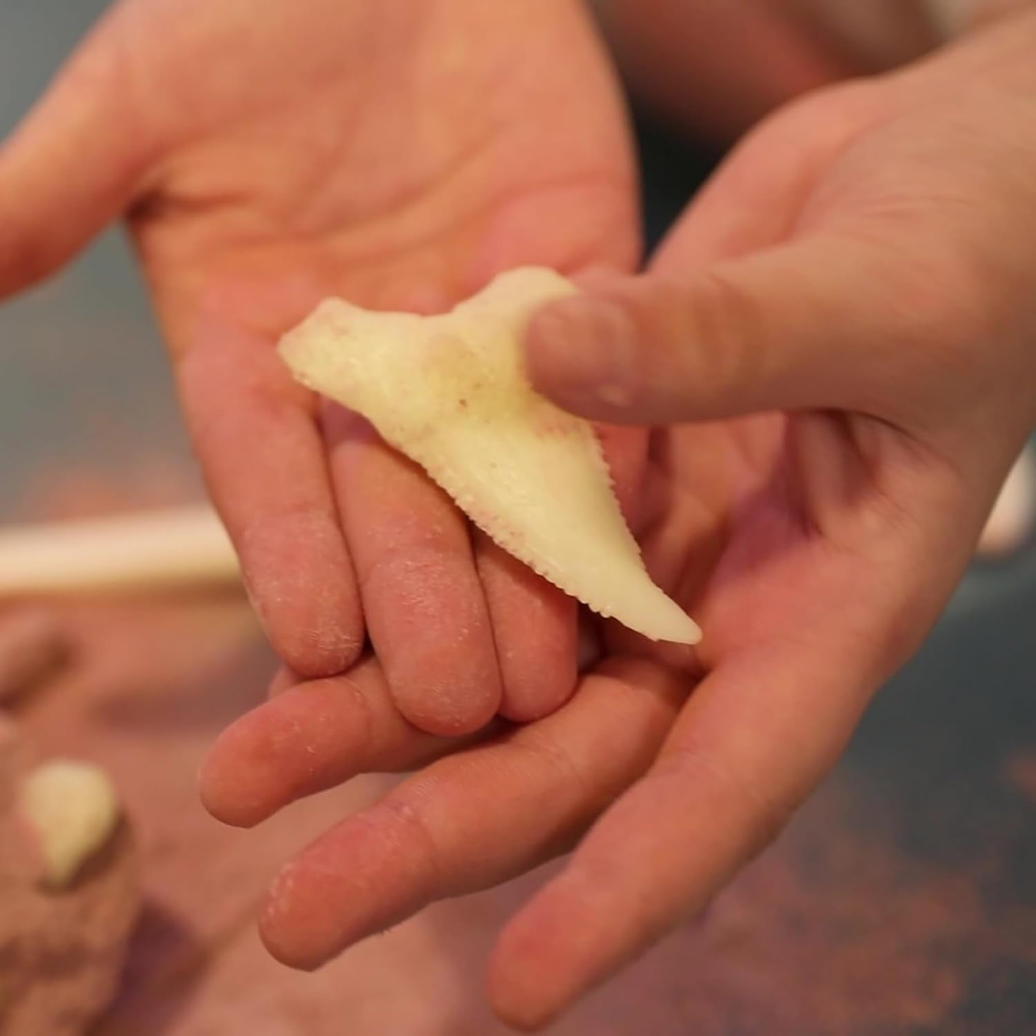 ביצת ארכיאולוג שן כריש - מעבדת הילדים 4M - דוארט | DoArt