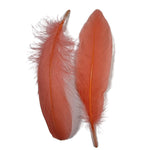 נוצות פרוותיות כ-15 ס