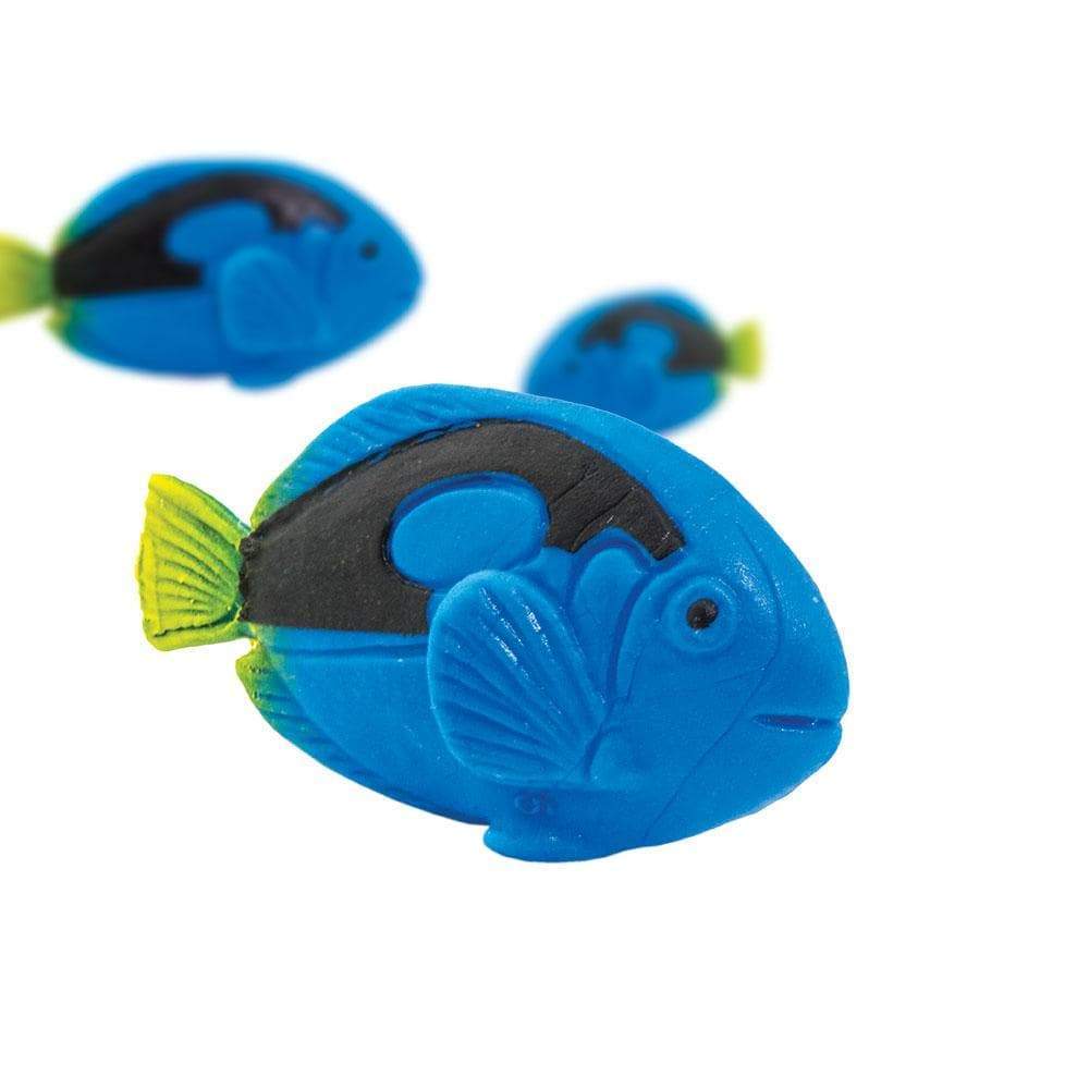 חיות מניאטורה – דג טאנג כחול